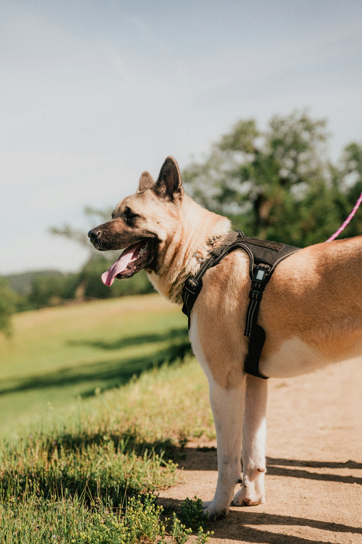 Pet-Friendly Sedona: Trails and Tips