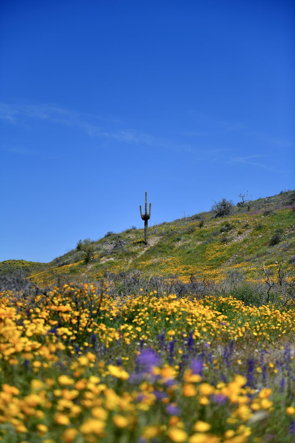 Sedona in Spring: What to Expect